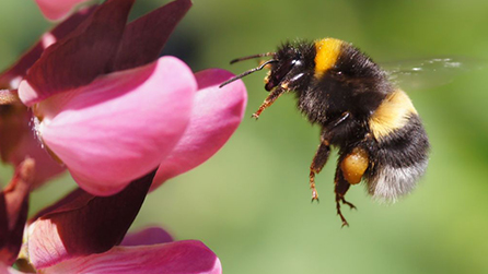 Tata Steel UK is actively enhancing biodiversity, the wild life trusts